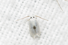 Pseudopostega quadristrigella