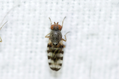 Pseudotephritina
