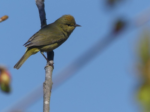 iNaturalist observation photo of Orange-crowned Warbler