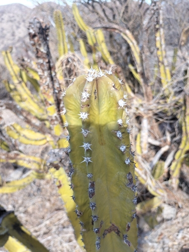 Pachycereus schottii