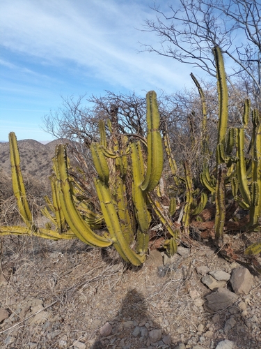 Pachycereus schottii