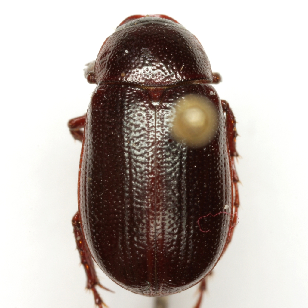 Diplotaxis lengii