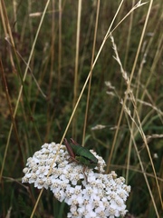 Pseudoprumna baldensis