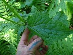 Valeriana pyrenaica