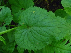 Valeriana pyrenaica