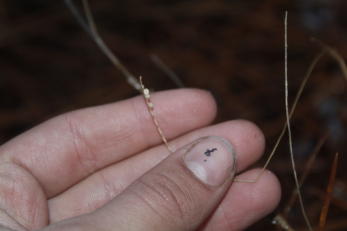 Pitchfork Crown Grass (Paspalum bifidum)