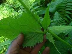 Valeriana pyrenaica