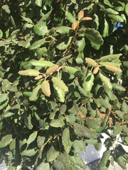 Quercus suber