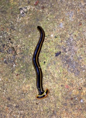 Diversibipalium andrewesi