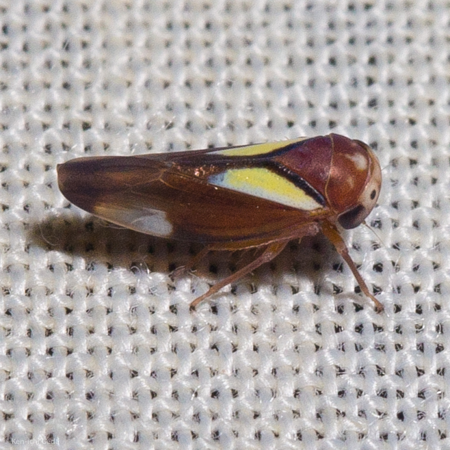 Balcanocerus