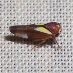 Balcanocerus provancheri