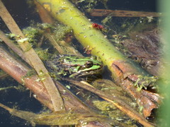 Pelophylax