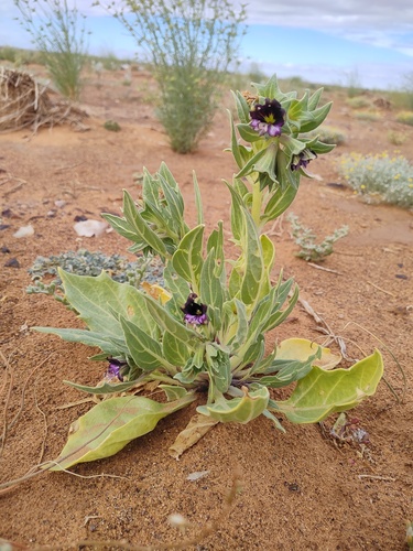Egyptian henbane