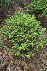 Veronica vernicosa