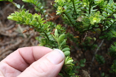 Veronica vernicosa