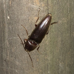 Diplostethus carolinensis