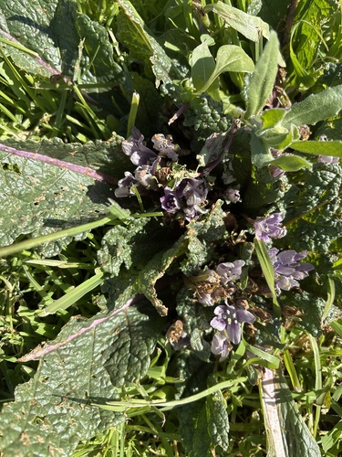 Mandrake (Mandragora officinarum)