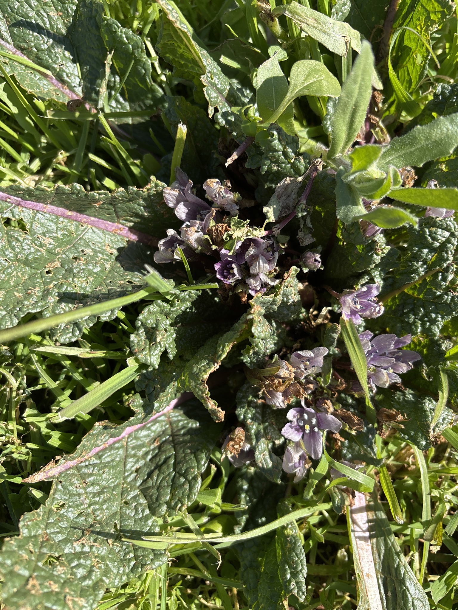 Mandrake (Mandragora officinarum)