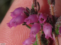 Erica cuscutiformis