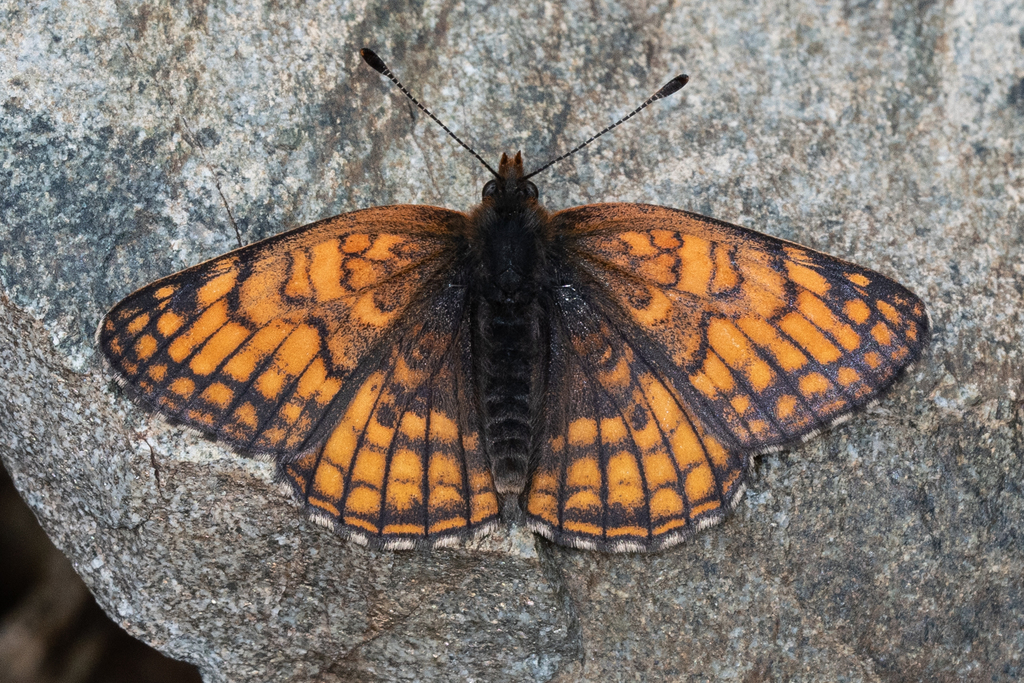 Rockslide Checkerspot