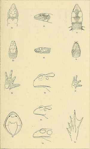 Vegas Valley Leopard Frog