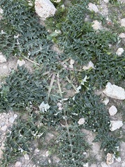 Artichoke (Cynara)