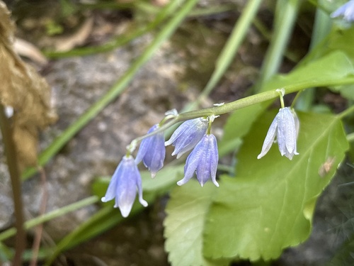 Morris squill (Scilla morrisii)