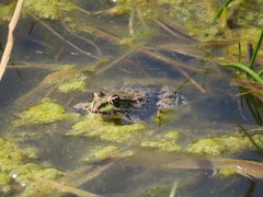 Pelophylax