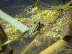 Pelophylax