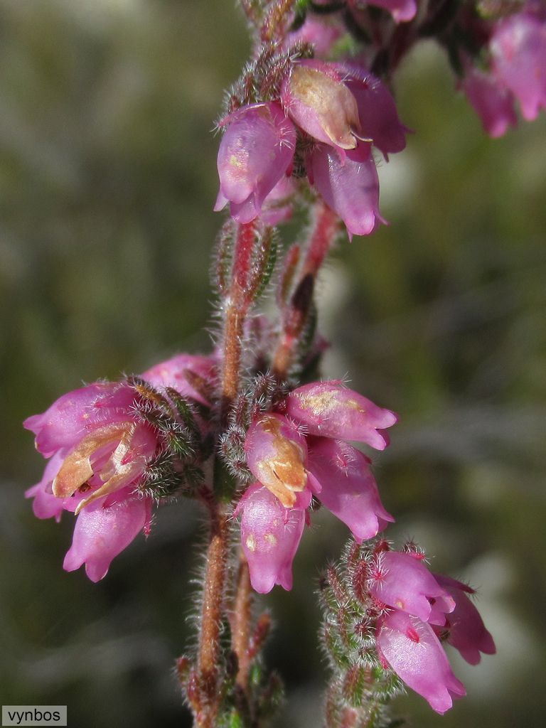 Erica cuscutiformis