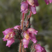 Erica cuscutiformis - Photo (c) Chris Vynbos, some rights reserved (CC BY-SA), uploaded by Chris Vynbos