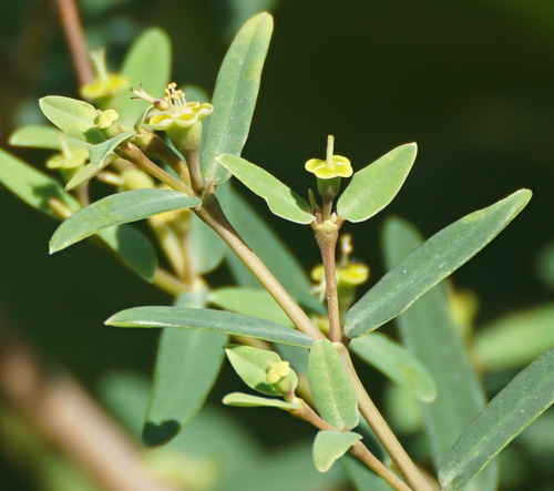 Euphorbia articulata