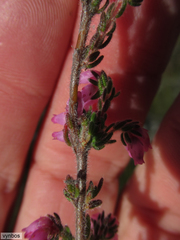 Erica cuscutiformis