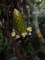 Guzmania coriostachya, photograph (c) Nolan Exe, some rights reserved (CC BY)
