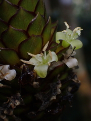 Guzmania coriostachya, photograph (c) Nolan Exe, some rights reserved (CC BY)