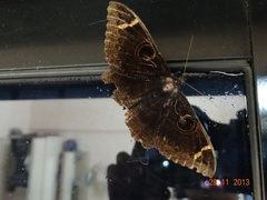 Erebus hieroglyphica