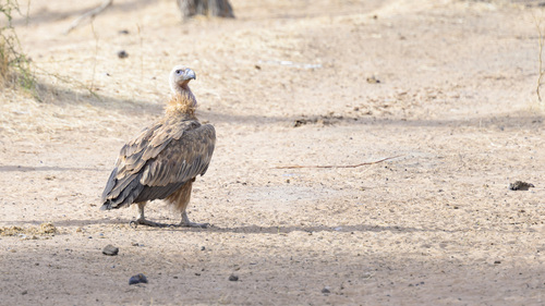 Eurasian Griffon