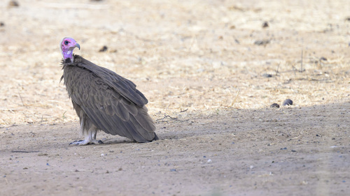 Hooded Vulture