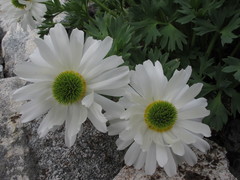 Ranunculus buchananii