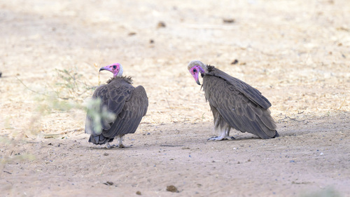 Hooded Vulture
