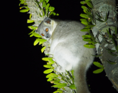 Lepilemur leucopus