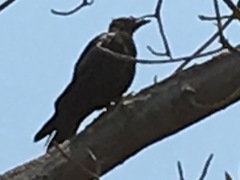 Corvus brachyrhynchos