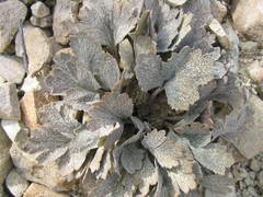 Ranunculus crithmifolius