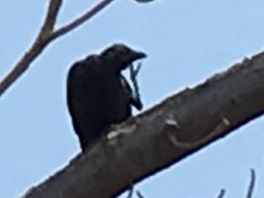 Corvus brachyrhynchos