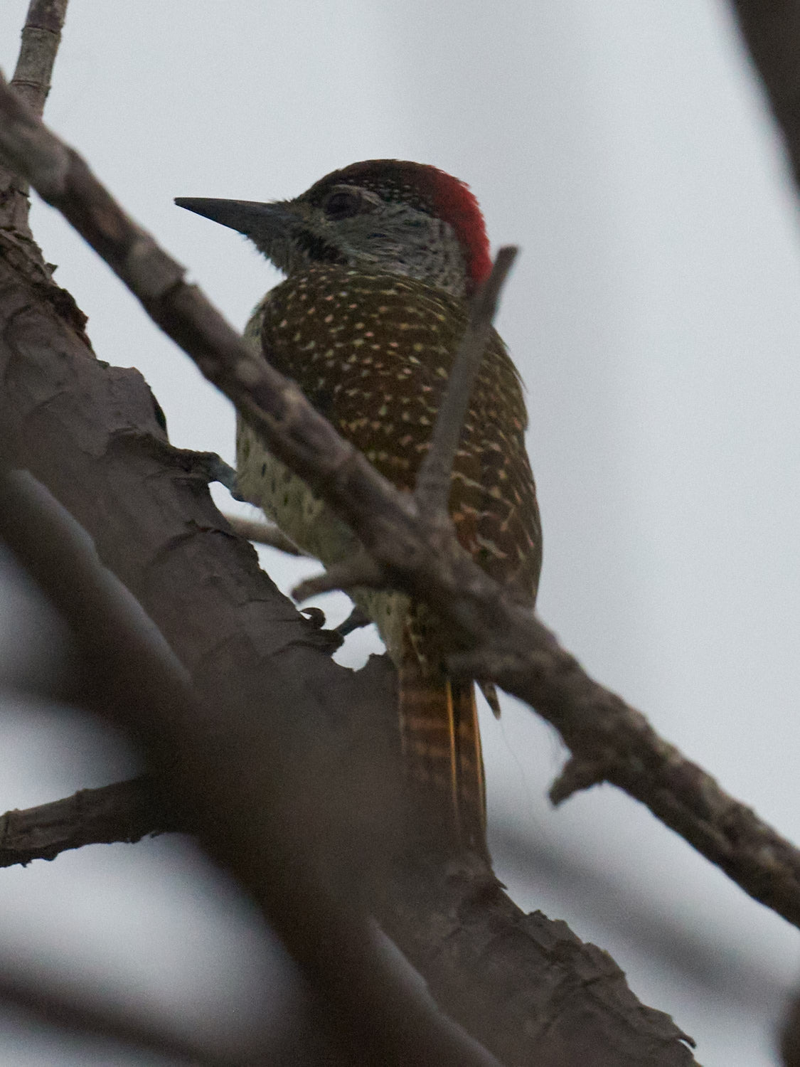 Fine-spotted Woodpecker (Campethera punctuligera), photo 6
