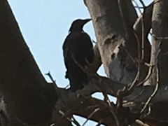 Corvus brachyrhynchos