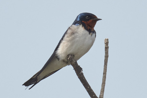 Red-chested Swallow (Hirundo lucida), photo 6