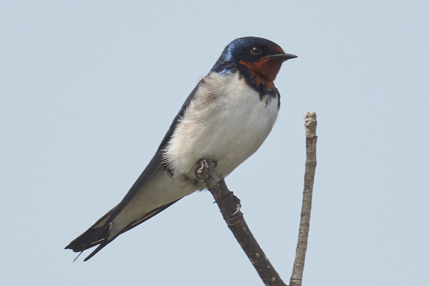 Red-chested Swallow (Hirundo lucida), photo 7