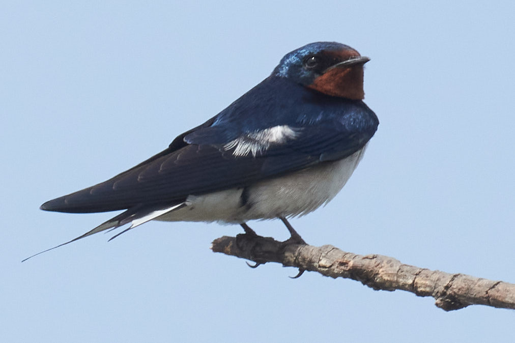 Red-chested Swallow (Hirundo lucida), photo 8