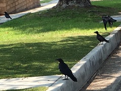 Corvus brachyrhynchos